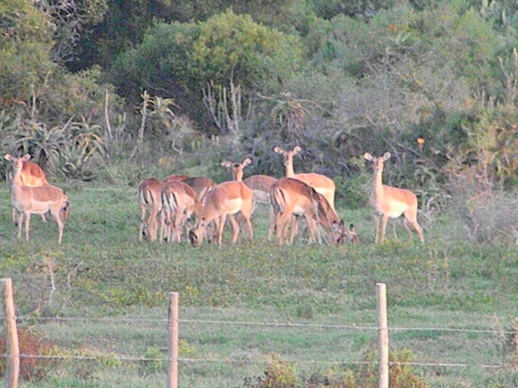 The Hexagon Wildlife Conservation Hotel Uitenhage Exterior foto
